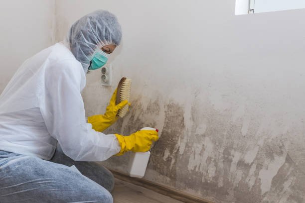 Why You Should Choose Our Mold Remediation Services in Powdersville, SC