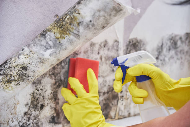 Best Mold Removal for HVAC Installations  in Powdersville, SC